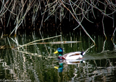 Malard, America's duck, Palo Alto