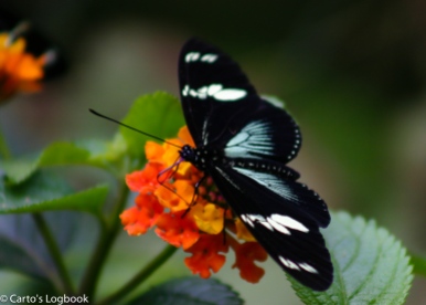 Butterfly and flower, Costa Rica